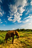 Elephants, Udawalawe National Park, Sri Lanka, Udawalawe is an important habitat for water birds and Sri Lankan elephants