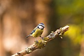 Blue tit (Cyanistes caeruleus), Sierra de Guadarrama, Madrid province, Spain