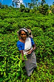 Women picking tea, Udapalatha, Central Province, Sri Lanka