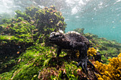 The endemic Galapagos marine iguana (Amblyrhynchus cristatus) feeding underwater, Fernandina Island, Galapagos, UNESCO World Heritage Site, Ecuador, South America