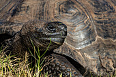 Wild Galapagos giant tortoise Geochelone elephantopus, in Urbina Bay, Isabela Island, Galapagos, UNESCO World Heritage Site, Ecuador, South America