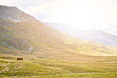 Horses in plateau Campo Imperatore at sunset, Gran Sasso e Monti della Laga National Park, Abruzzo, Italy, Europe