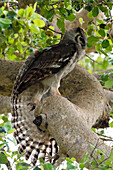 A Verreaux's eagle-owl Bubo lacteus in a tree, Tsavo, Kenya, East Africa, Africa