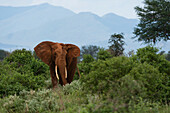 An African elephant (Loxodonta africana) walking in the bush, Tsavo, Kenya, East Africa, Africa