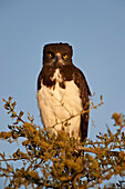 Black-breasted snake eagle (black-chested snake eagle) (Circaetus pectoralis), Serengeti National Park, Tanzania, East Africa, Africa