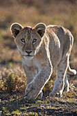 Lion (Panthera leo) cub, Ngorongoro Conservation Area, Tanzania, East Africa, Africa