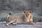 Lioness (Lion) (Panthera leo), Ngorongoro Conservation Area, Tanzania, East Africa, Africa