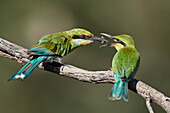 Swallow-tailed bee-eater (Merops hirundineus) adult feeding young, Kgalagadi Transfrontier Park, South Africa, Africa