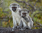 Two young Vervet Monkey (Chlorocebus aethiops), Mountain Zebra National Park, South Africa, Africa