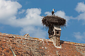 Stork and chicks nest on chimney, Merghindeal Village, Transylvania, Romania, Europe