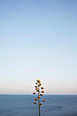 Close-up of yellow flowering plant by sea against clear sky