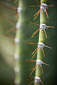 Close-up of spiked cactus plant