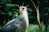 Close-up of secretary bird in forest