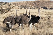 Afrique du Sud, Upper Karoo, 'Autruche dâ.Afrique (Struthio camelus), dans la savane, le mâle est noir , la femelle est brune / South Africa, Upper Karoo, Ostrich or common ostrich (Struthio camelus), in the savannah, the male is black, the female is brow