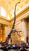 Barosaurus, plant-eating dinosaur, mounted skeleton, Theodore Roosevelt Rotunda, entrance lobby, American Museum of Natural History, Upper West Side, Central Park West at 79th Street, Manhattan, New York City, New York, USA.