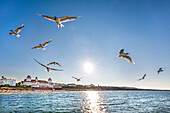 Seagulls and Kurhaus at sunset, Binz, Ruegen Island, Mecklenburg-Western Pomerania, Germany
