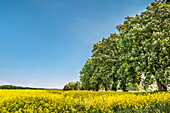 Rapeseed field and chestnut alley, Lancken-Granitz, Ruegen Island, Mecklenburg-Western Pomerania, Germany