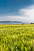 Reddevitzer Hoeft, Moenchgut, Ruegen Island, Mecklenburg-Western Pomerania, Germany