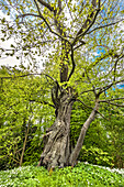 Baum im Gegenlicht, Schlosspark, Puttbus, Rügen, Mecklenburg-Vorpommern, Deutschland