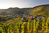 Vineyard near Mayschoss, Ahrsteig hiking trail, Rotweinwanderweg hiking trail, Ahr, Rhineland-Palatinate, Germany