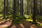 Fichtenwald und moosbewachsene Steine am Weg zum Kleinen Arbersee, Bayrischer Wald, Bayern, Deutschland