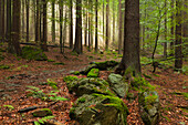 Forest in mist along the hiking path to Grosser Falkenstein, Bavarian Forest, Bavaria, Germany