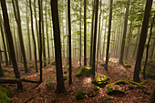 Forest in mist along the hiking path to Grosser Falkenstein, Bavarian Forest, Bavaria, Germany