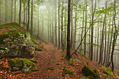 Forest in mist along the hiking path to Grosser Falkenstein, Bavarian Forest, Bavaria, Germany