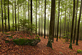 Forest in mist along the hiking path to Grosser Falkenstein, Bavarian Forest, Bavaria, Germany