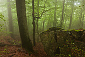 Forest in mist along the hiking path to Grosser Falkenstein, Bavarian Forest, Bavaria, Germany