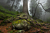 Roots of a spruce, hiking path to Grosser Falkenstein, Bavarian Forest, Bavaria, Germany