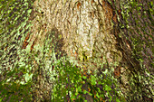 Moss and lichen at the roots of a spruce, hiking path to Großer Falkenstein, Bavarian Forest, Bavaria, Germany