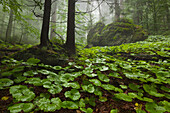Forest in mist at the hiking path to Grosser Falkenstein, Bavarian Forest, Bavaria, Germany