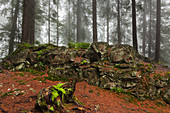 Forest in mist at the hiking path to Grosser Falkenstein, Bavarian Forest, Bavaria, Germany