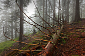 Fallen spruce, forest in mist at the hiking path to Grosser Falkenstein, Bavarian Forest, Bavaria, Germany