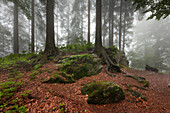 Forest in mist at the hiking path to Grosser Falkenstein, Bavarian Forest, Bavaria, Germany