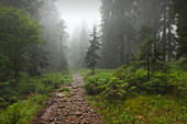 Forest in mist at the hiking path to Grosser Falkenstein, Bavarian Forest, Bavaria, Germany