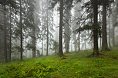 Forest in mist at the hiking path to Grosser Falkenstein, Bavarian Forest, Bavaria, Germany