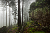 Forest in mist at the hiking path to Grosser Falkenstein, Bavarian Forest, Bavaria, Germany