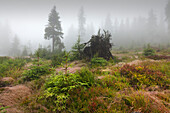 Forest in mist at the hiking path to Grosser Falkenstein, Bavarian Forest, Bavaria, Germany