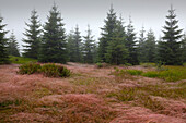 Rot-Straußgras (Agrostis capillaris) auf der Weidefläche des Ruckowitzschachtens, Nebel im Wald, Wanderweg zum Großen Falkenstein, Bayrischer Wald, Bayern, Deutschland