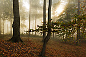 Nebel im Wald am Laacher Kopf, bei Maria Laach, Eifel, Rheinland-Pfalz, Deutschland