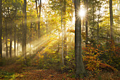 Morning mist in the woods at Laacher Kopf, near Maria Laach, Eifel, Rhineland-Palatinate, Germany