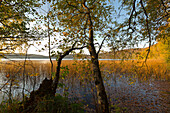 Laacher See, near Maria Laach, Eifel, Rhineland-Palatinate, Germany