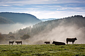 Cattle grazing in morning mist, near Lind, Eifel, Rhineland-Palatinate, Germany