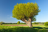 Pollard willow at Bislicher Insel, near Xanten, Lower Rhine, North-Rhine Westphalia, Germany