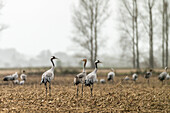 Cranes, Young cranes, Arable land, Fields, Corn, Corn field, Crane family, bird, Autumn, Birds of Luck, Linum, Linumer Bruch, Brandenburg, Germany