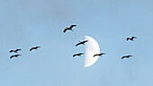 Flying cranes in front of the moon, sunset, crane family, birds of luck, bird migration, flight study, bird silhouettes, bird watching, crane watching, Linum, Linumer Bruch, Brandenburg, Germany