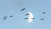 Fliegende Kraniche vor dem Mond, Sonnenuntergang, Kranichfamilie, Vögel des Glücks, Vogelzug, Flugstudie, Vogel-Silhouetten, Vogelbeobachtung, Kranichbeobachtung, Linum, Linumer Bruch, Brandenburg, Deutschland