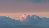 Bird migration in front of cloud formation, crane walk, birds of luck, cranes in the evening sky, sunset, evening sun, birds, flight study, bird silhouette, Linum, Linumer Bruch, Brandenburg, Germany